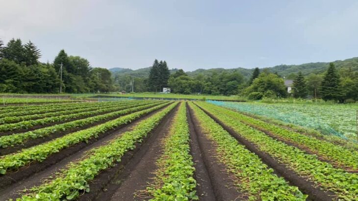 軽井沢で育ついちごの苗