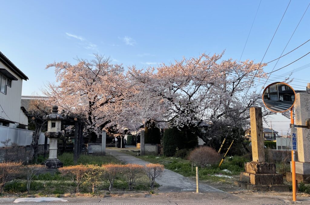 春の一行寺さんは桜が満開でした